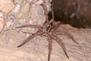Lycosa tarentula